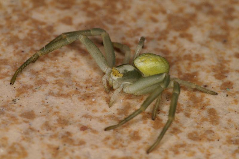 Misumena_vatia_D5019_Z_88_Les Gris_Frankrijk.jpg